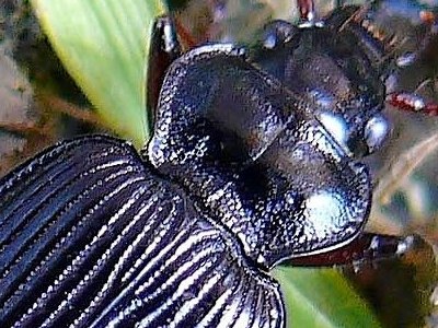 Nebria cfr. andalusia (Carabidae)